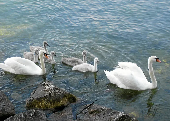 Strandhotel Hotel Weyregg